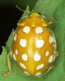 Halyzia sedecimguttata