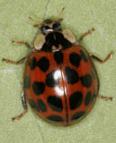 Harmonia axyridis