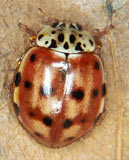 Harmonia quadripunctata