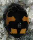 Hippodamia alpina