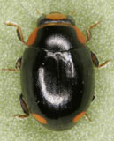 Hyperaspis reppensis