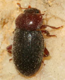 Lithophilus connatus