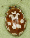 Myrrha octodecimguttata