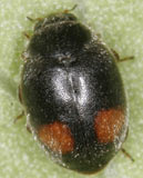 Nephus bipunctatus