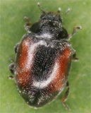 Nephus redtenbacheri