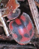 Novius cruentatus