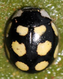 Oenopia lyncea