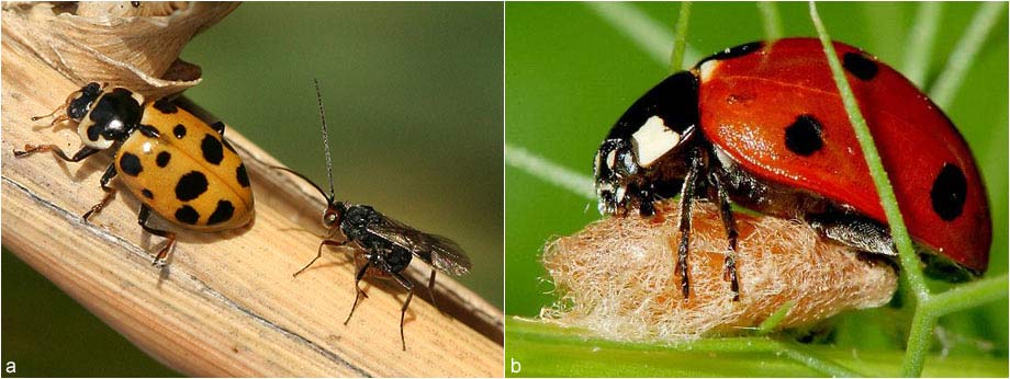 The parasite Dinocampus coccinellae