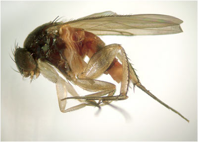 Phalacrotophora bruesiana