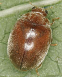 Scymnus abietis