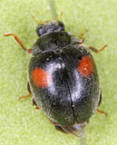 Scymnus apetzi