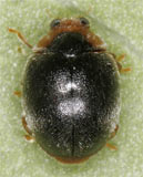 Scymnus auritus