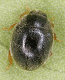 Scymnus femoralis