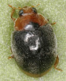 Scymnus ferrugatus