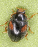 Scymnus frontalis