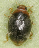 Scymnus haemorrhoidalis