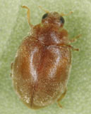 Scymnus impexus