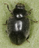 Scymnus nigrinus