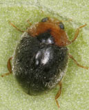 Scymnus rubromaculatus