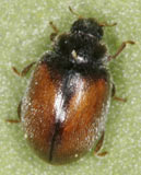 Scymnus suturalis