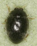 Stethorus punctillum