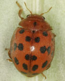 Subcoccinella vigintiquatuorpunctata