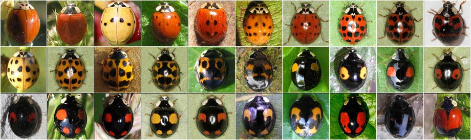 Farbvarianten Harmonia axyridis