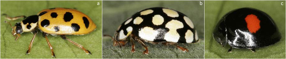 Curvature of the body shape in different ladybird species