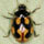 Coccinella hieroglyphica