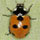 Coccinella magnifica