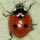 Coccinella quinquepunctata