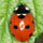 Coccinella septempunctata