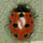 Coccinella undecimpunctata