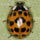 Harmonia axyridis