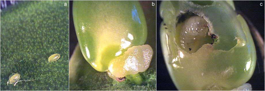 Bruchidius villosus Eier und Larven