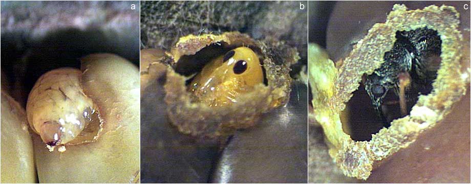 Exapion fuscirostre Larva, pupa, hatching
