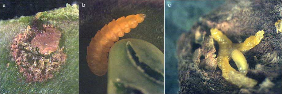 Larvae of gall midges and their parasite