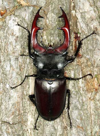 Lucanus cervus, Männchen