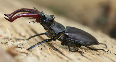 Lucanus cervus, Männchen