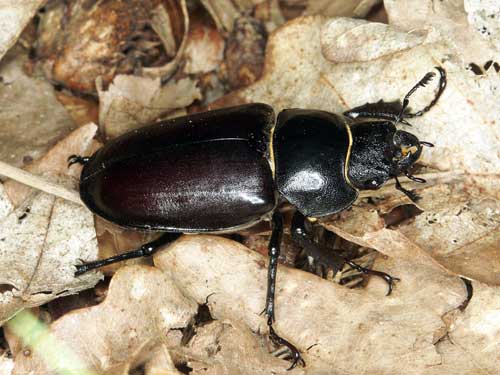 Lucanus cervus, Weibchen