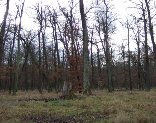 Winteransicht Lampertheimer Wald (Südhessen)