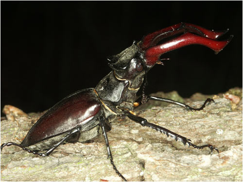 Lucanus cervus, male in defensive stance