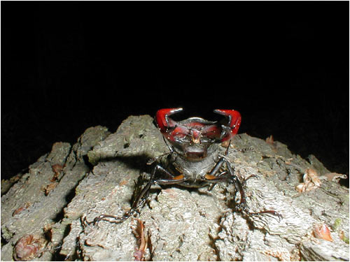 Lucanus cervus, male in defensive stance