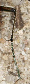Cicindela hybrida