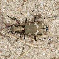 Cicindela hybrida