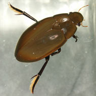 Hydrophilus aterrimus