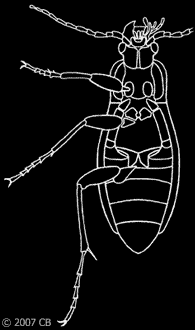 Carabus auratus, ventral view