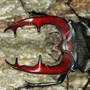 Lucanus cervus