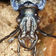 Carabus intricatus