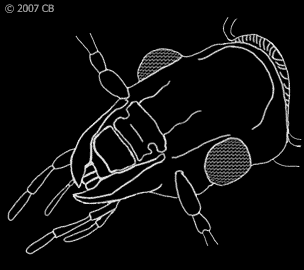 Pterostichus niger, Lateralansicht